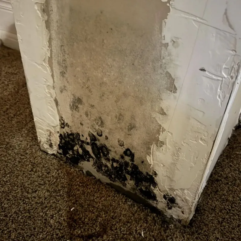 Professional Mold Removal in McLennan County, TX
